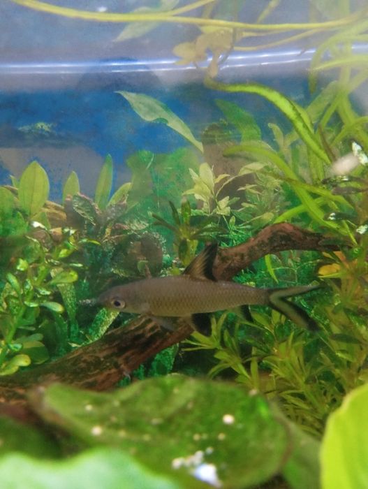 Peixe tubarão prateado