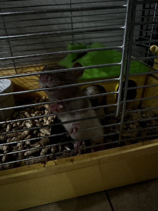 Пацюк, щур, криска