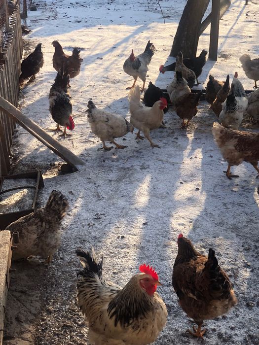 Продам петухів….