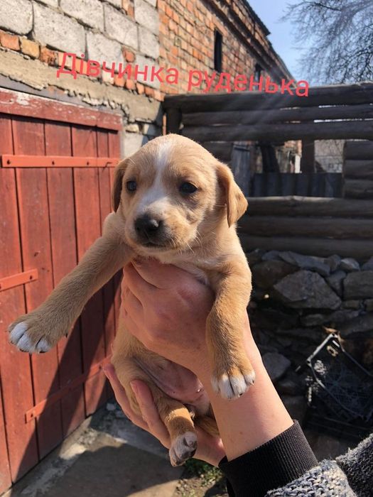 Цуценята 1.5 місяці в добрі руки