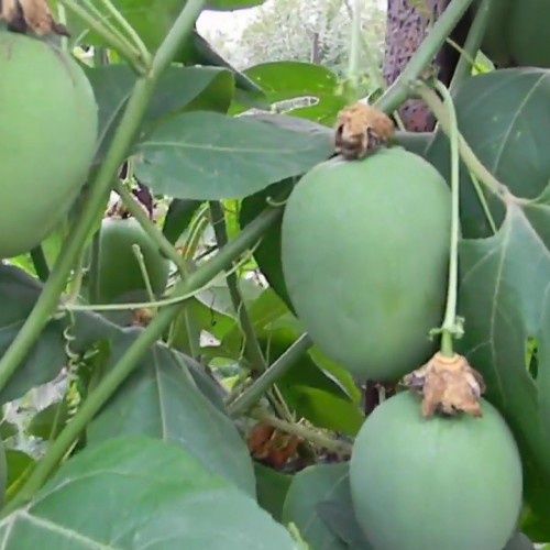 Акебія  фіолетова,і біла, інжир, Маракуйя ,та інші