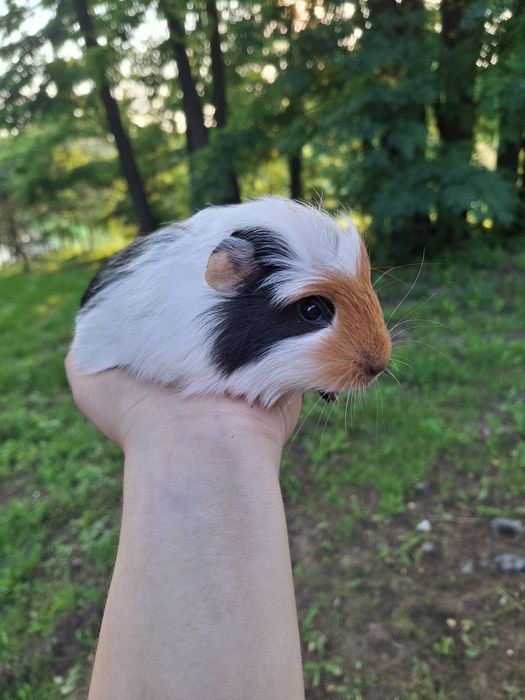 Świnka morska samiczka