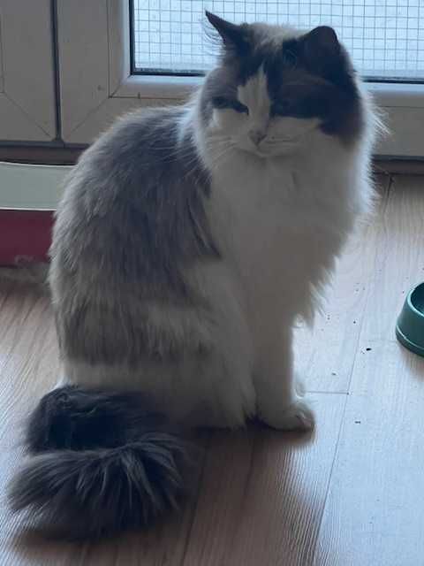 RAGDOLL-kotka hodowlana 2,5 letnia