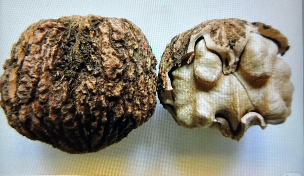 Orzech czarny bez łupiny 1 kg