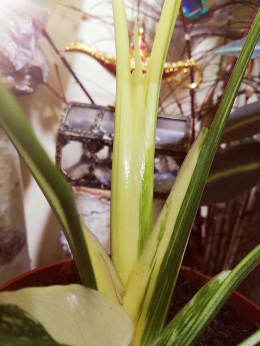 Monstera Thai Creme Brulee Cream Milk variegata REZERWACJA philodendro