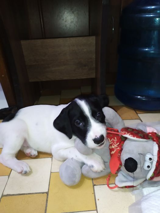 русский спаниель