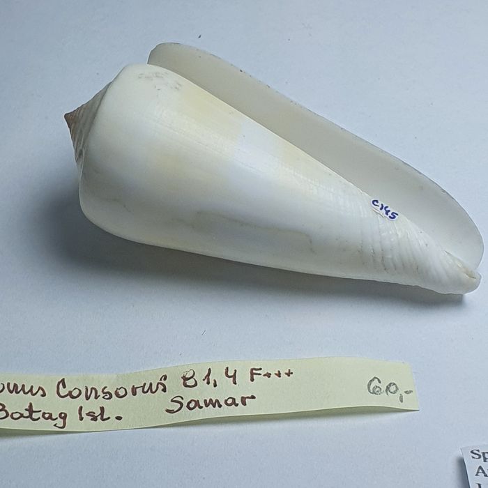 Conus  Consorus.