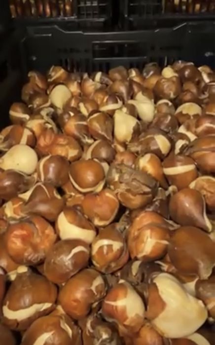 Цибулини на вигонку