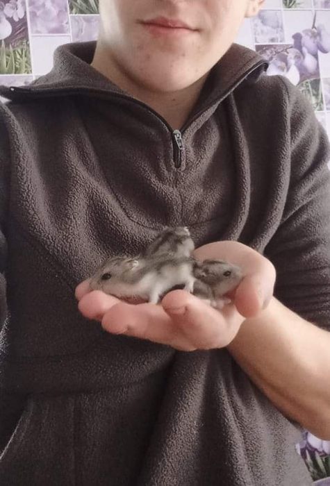 Комочки щастя! Хом'ячки! Ручні, грайливі та милі!