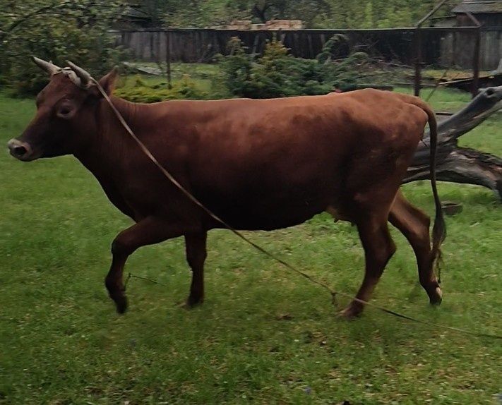 Корова Джерсі за 2 отелом