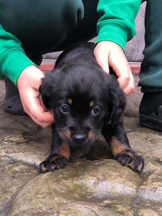 Віддам песиків у добрі руки БЕЗКОШТОВНО