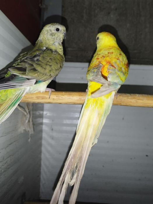 Disponível casal red rumped ...