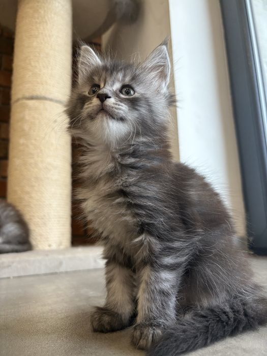 Kotka Maine coon