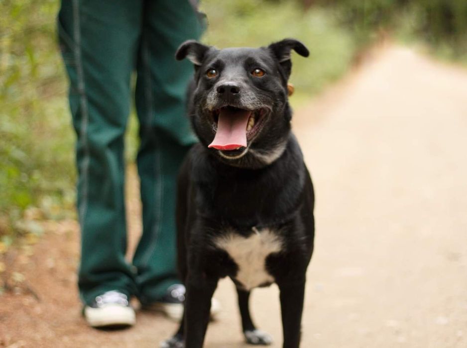 Kochany Juniorek szuka domu!