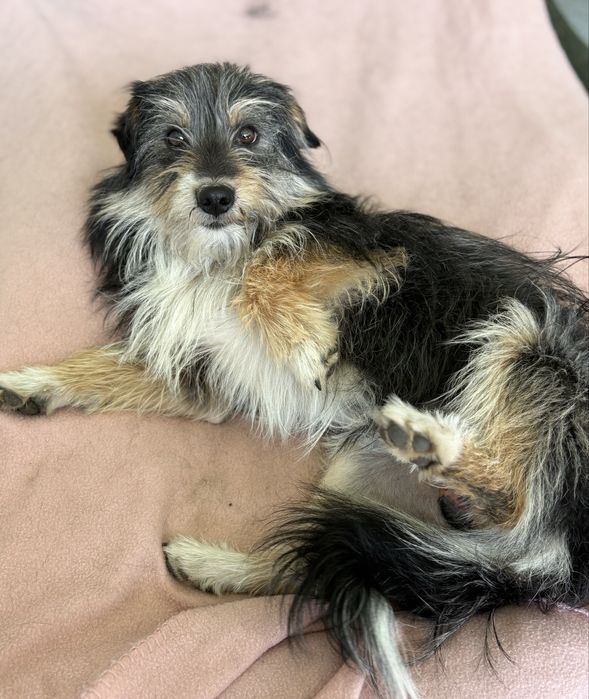 Pixel do adopcji!