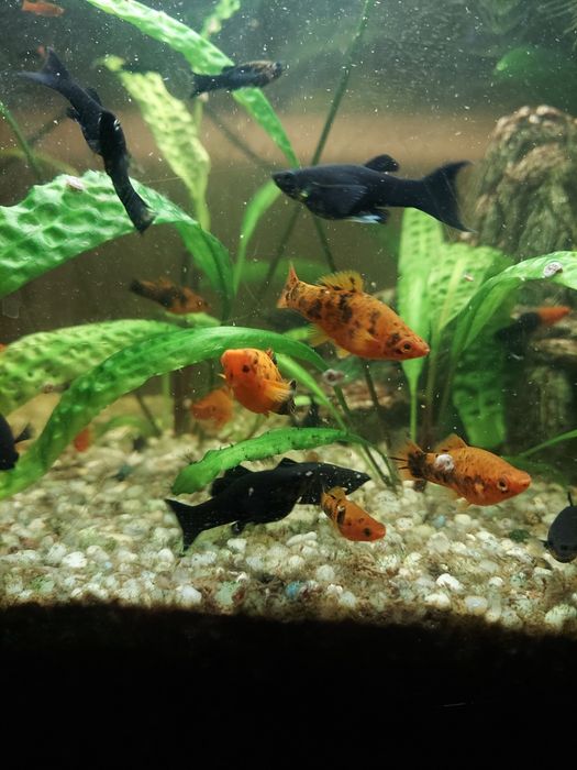 Mieczyki, molinezje czarne