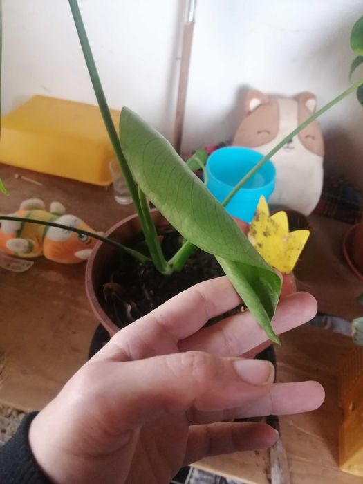 Planta Costela-de-Adão