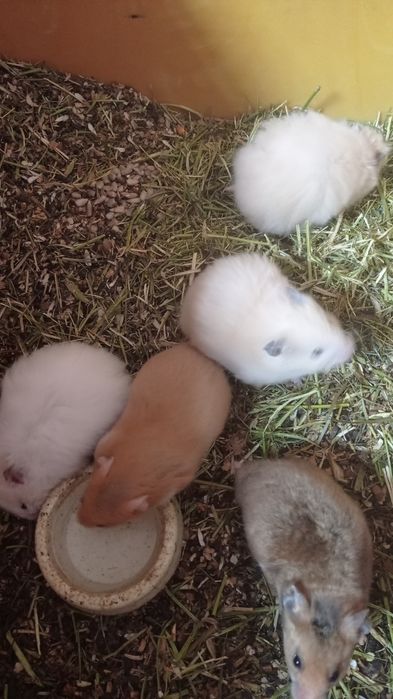 Королівські хом'яки,гризуни.