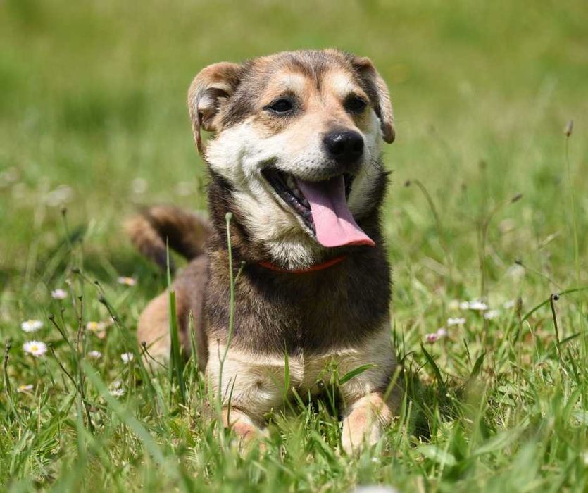 Smaczek - mały piesek do adopcji