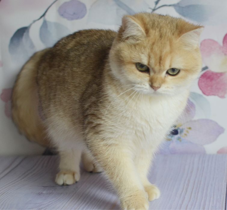 Британська  золота шиншила Тася