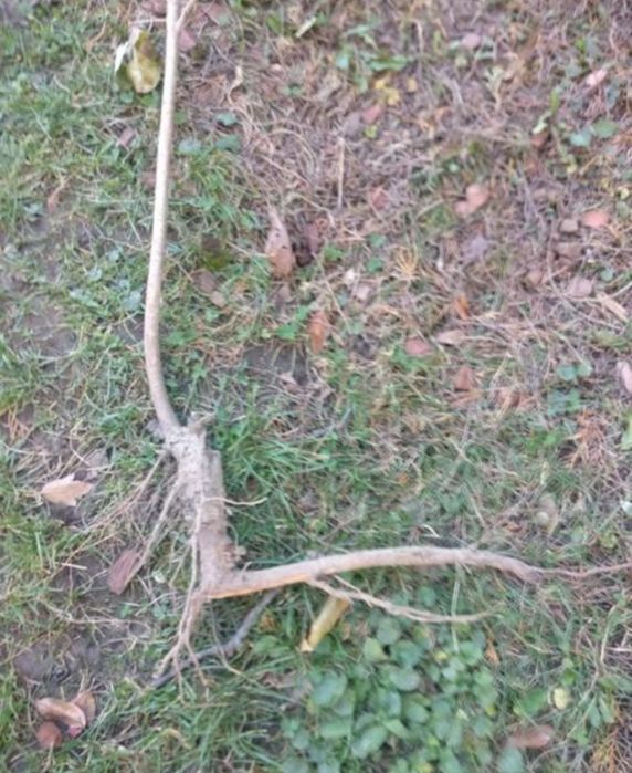Sadzonki wiśni 16 sztuk  Stara odmiana