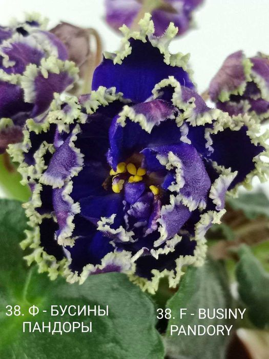 Fiołki afrykańskie, odmiany. Sadzonki.