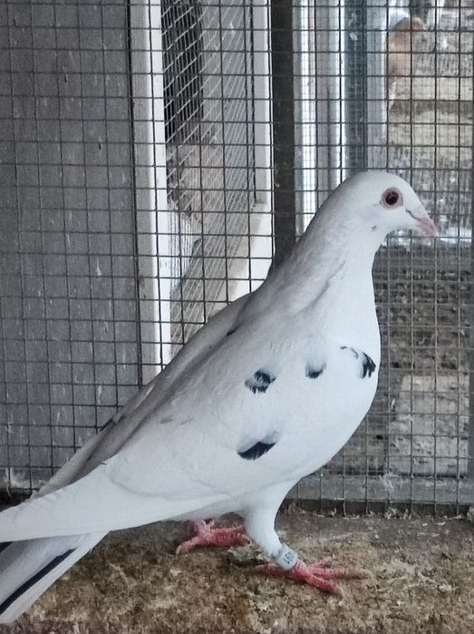 Gołębie pocztowe opal almont samice