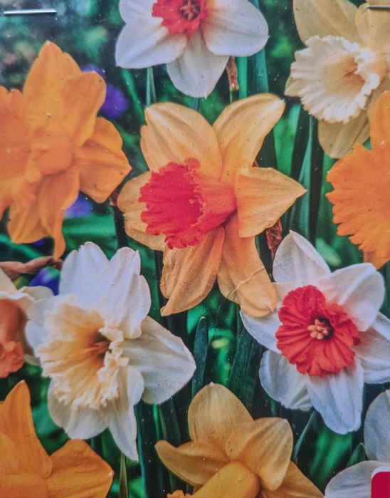 Żonkile Narcyzy pachnące różne kolory mix 10 szt.cebulki