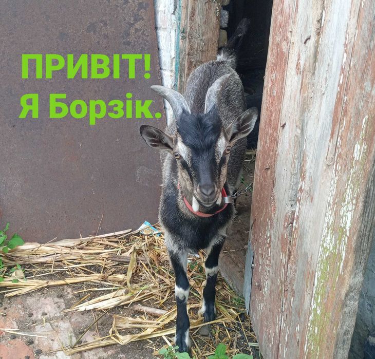 Продається Козлик.