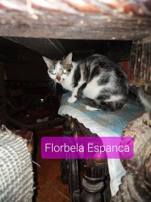 Gatinhos para adoção