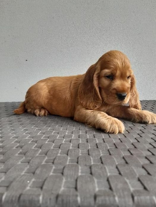 Sprzedam Cocker Spaniela