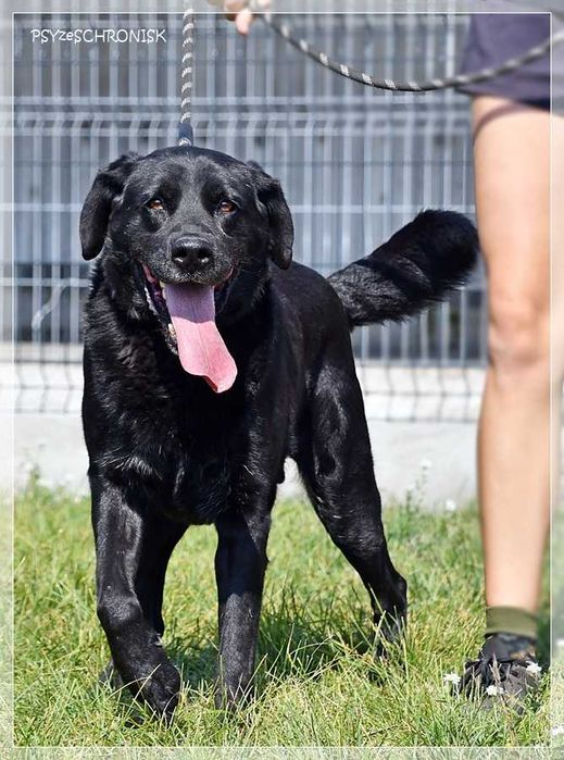 Max – wymarzony psiak w tupie labradora