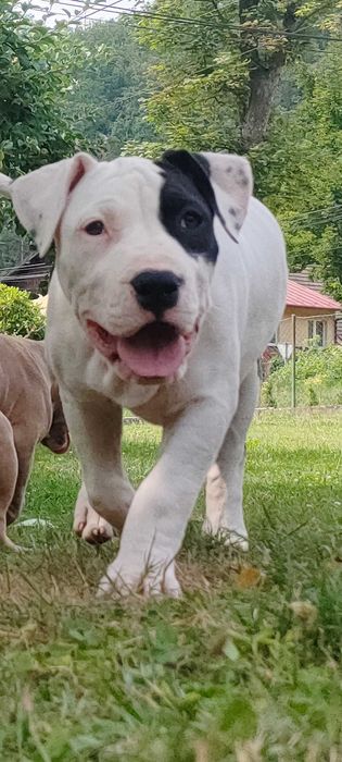 American Bully suczka ABKC