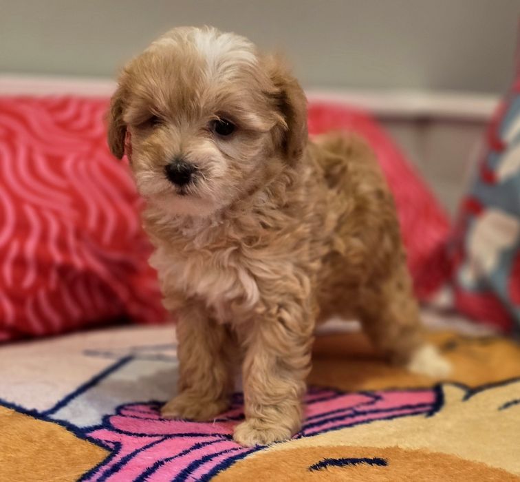 Suczka maltipoo!