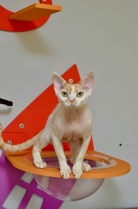 Девон рекс хлопчина