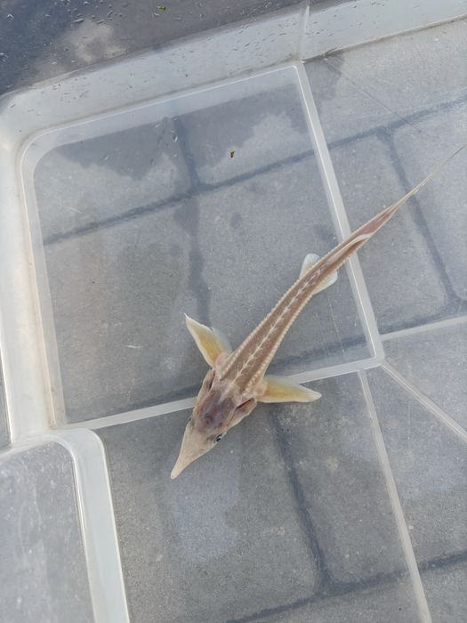 Jesiotr syberyjski albinos20cm