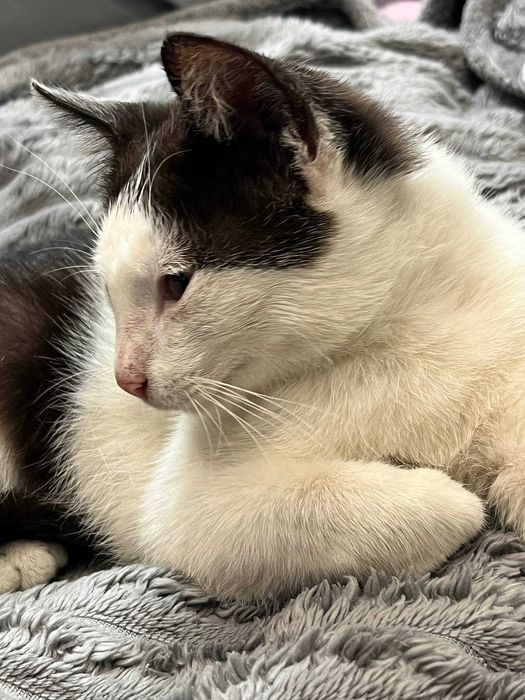 Безкоштовно кошеня хлопчик