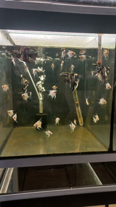 skalary własna hodowla