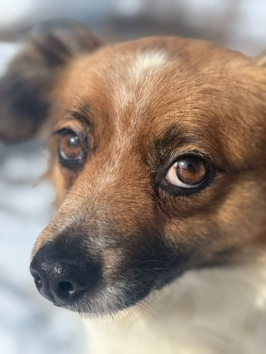 Malutka Piri nieśmiało rozgląda się za domem stałym