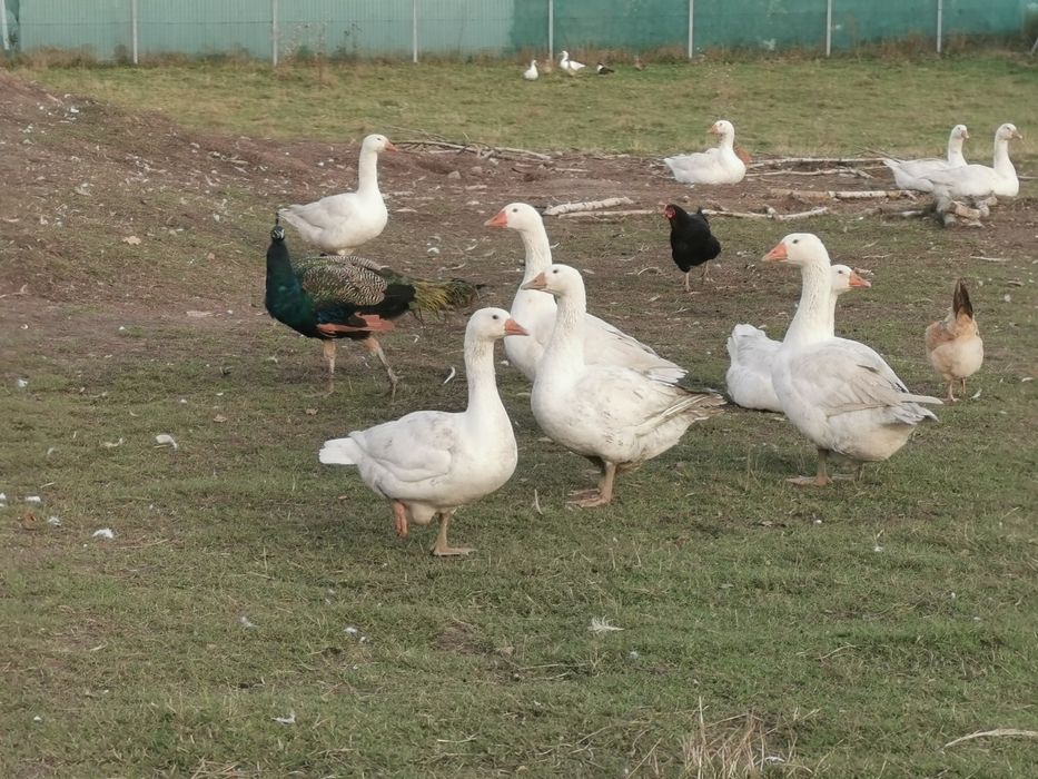 Sprzedam Indyki, Gęsi.