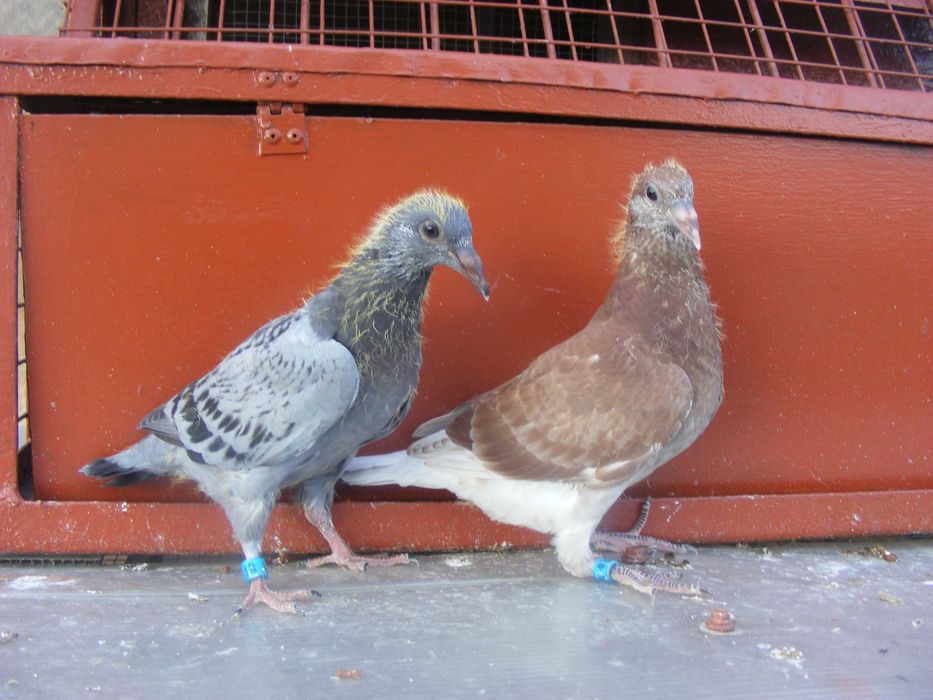 golebie pocztowe