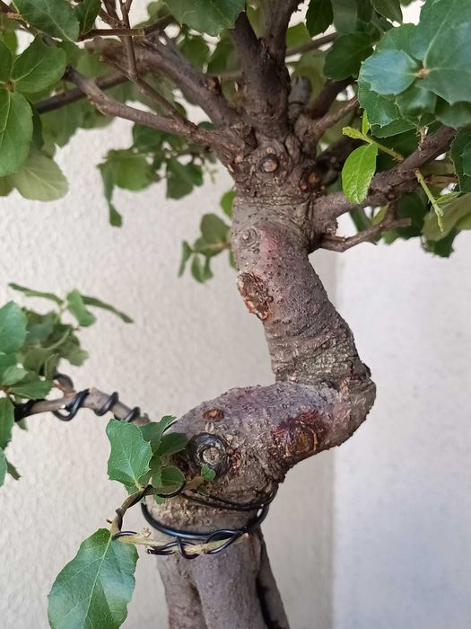 Bonsai Quercus suber