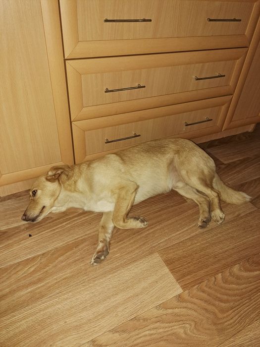 Собака в хорошие руки(бездомная)