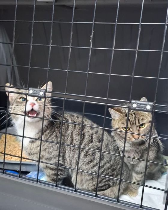 Терміново дівчинки 7 міс