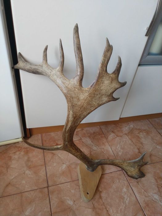 Роги оленя на опорі, для інтер'єру