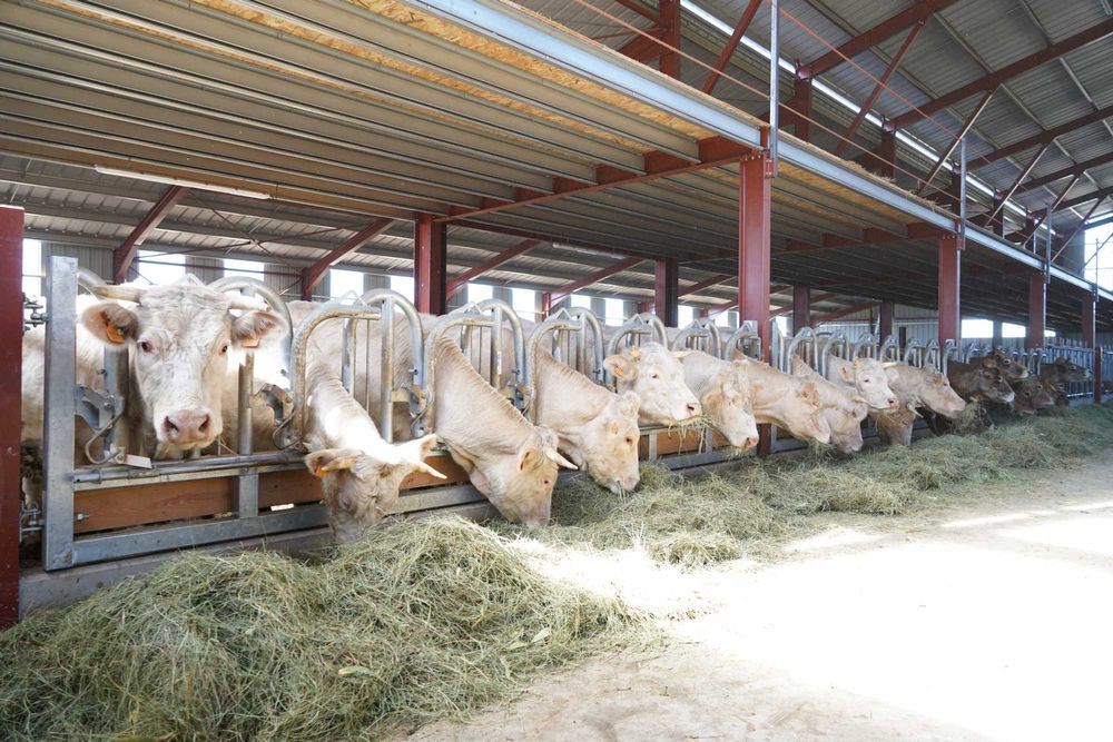 AGRITUBEL drabina paszowa samozatrzaskowa zatrzaski dla bydła krów