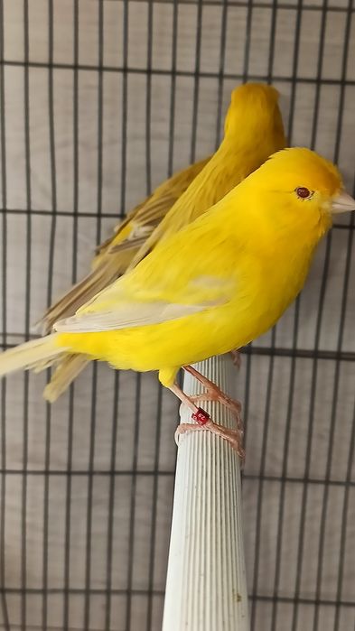 Canários Satinés amarelos 2025