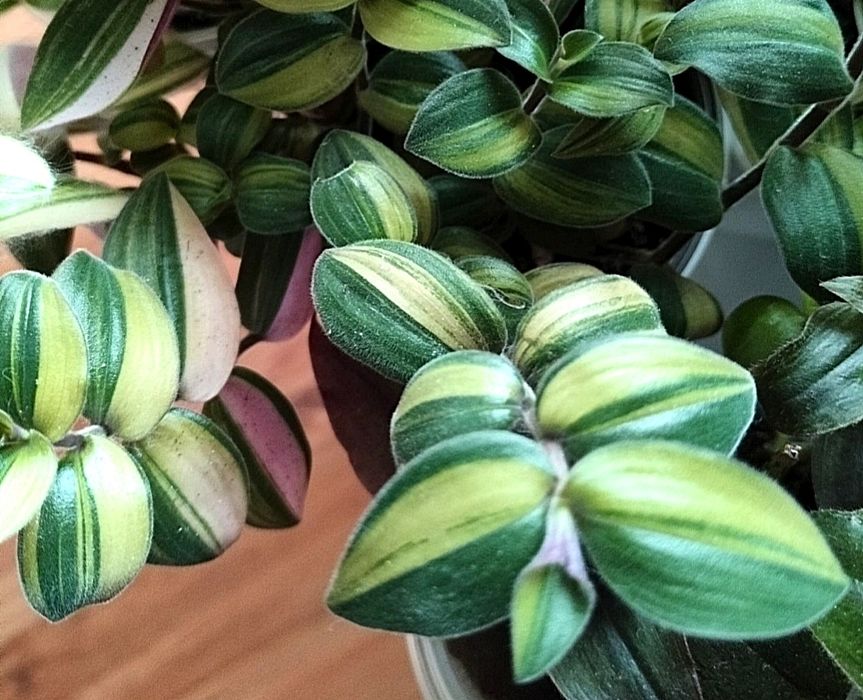 Trzykrotki callisie zebriny