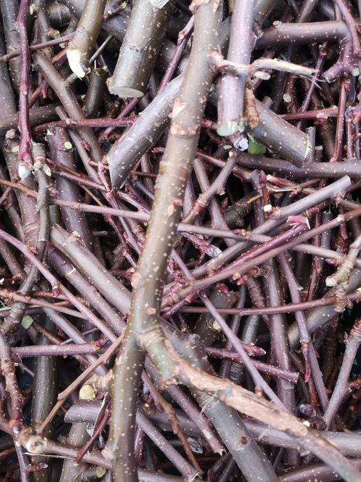 Gałązki dla gryzoni jabłoń