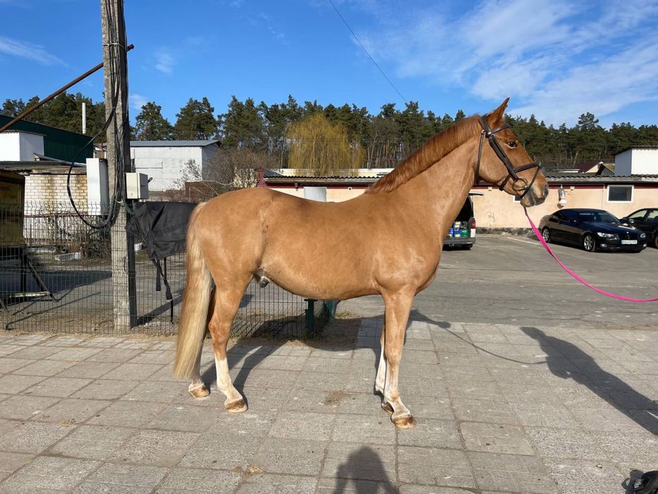 Продаж мерин  Київ